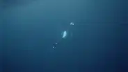 El final de las orcas: así mueren estos cetáceos en el mar