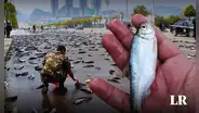 El país de América Latina donde 'llueven peces' de manera anual: ¿por qué sucede esto?