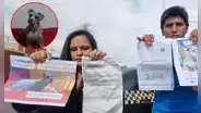 Denuncian que robaron una perrita en bus interprovincial: quisieron dar un animal nuevo y S/200