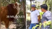 Ganadero cajamarquino sorprende al rechazar vender su toro a S/38.000 y dice que puede costar más