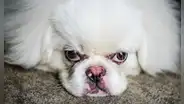 ¿Cuál es la palabra que los perros odian que les digan los humanos?