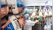Cena navideña 2023: ¿cuál es el precio del pavo y del lechón en mercados de Lima?