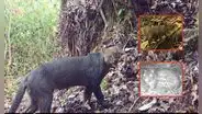 Tres nuevas especies habitan las profundidades de Machupicchu: ¿cuáles son y qué se sabe de ellas?