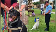 Pueblo Libre: Brigada Canina brindará clases gratuitas de adiestramiento para mascotas durante diciembre y enero