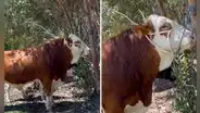 ¿A cuánto venderías un toro?: ganadero de Cajamarca se viralizó tras rechazar S/38.000 por el suyo