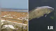 Puno: pescadores hallan pez depredador de origen africano en el lago Titicaca