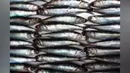 Produce establece límite de pesca de anchoveta en 150.000 toneladas para este año