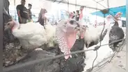 Comerciantes esperan vender más de 1 millón 600.000 pavos