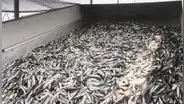 Produce autoriza pesca exploratoria de anchoveta y anchoveta blanca en la Zona Sur