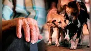 Hombre habría sido devorado por sus 17 perros: restos fueron encontrados en su casa