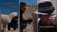 Alpaca escupe a fotógrafo de National Geographic durante sesión de fotos en los Andes de Perú: “Bienvenido”