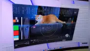 Video de un gato llega a la Tierra tras un viaje por el espacio de 30 millones de kilómetros