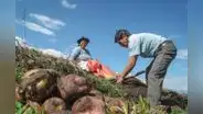 Congreso propone entregar un bono de S/500 a productores agrarios