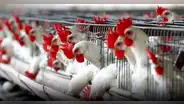 Gripe aviar: Midagri anuncia medidas sanitarias contra la influenza aviar a partir de 2024