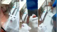 Gatito siente temor de una enorme rata y ‘pide’ ayuda para que lo rescaten