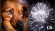 ¿Por qué la pirotecnia hace tanto daño a los animales y qué hacer?