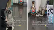 Perrito de la calle se metió a una casa para ‘protegerse’ de los cohetes: “Abrácenlo, basta de pirotecnias”