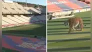 ¿Por qué el Barcelona soltó un tigre salvaje en el estadio olímpico de Montjuic?