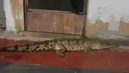 ¡Cocodrilo a la vista! Reptil de metro y medio de largo es captado caminando por calles en Tumbes
