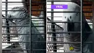 Loro gris impacta en redes por increíble reacción al escuchar un trueno y decir: “No te pongas nervioso”