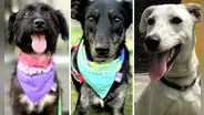 Callao: se necesita recaudar S/550 para seguir cuidando perritos abandonados o darlos en adopción