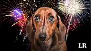 Año Nuevo para las mascotas: ¿qué tanto daño causa la pirotecnia y qué medidas tomar?