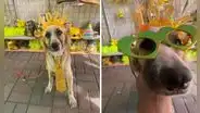Perrito de nombre Año Nuevo se dedica a vender prendas en mercado de Piura: "Tiene que trabajar"