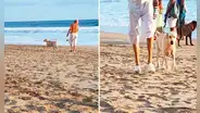 Familia pierde a su perrita y la encuentran paseando con su nuevo dueño en la playa: “Nos ignoró”
