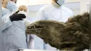 El oso momificado de 3.500 años hallado bajo el permafrost siberiano que sorprendió a los científicos