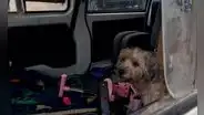 Pueblo Libre: multan con más S/2.500 a joven por abandonar a perrita en vehículo