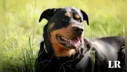 Joven de 21 años muere tras ser atacado por sus 5 perros al ser confundido con un extraño