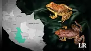 Científicos descubren una nueva especie de rana en Ayacucho: tiene un aspecto "críptico"