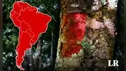 El país de Sudamérica que basó su nombre en un árbol: casi se extingue tras la conquista