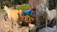 Llamita es viral tras pasearse por zonas restringidas de Machu Picchu: “Es la dueña y heredera”