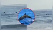 Captan a grupo de delfines en playa Boca del Río en Tacna: ¿a qué se debe?