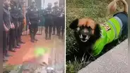 Policías despiden y rinden honores en Puno a can 'Chatito': "Nos acompañó en la pandemia"
