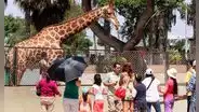 Entradas para el Parque de las Leyendas a mitad de precio: ¿cómo acceder a la tarifa especial?