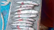 Segunda temporada de pesca cerraría sin completar la cuota