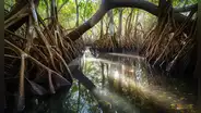 Descubren un bosque de manglares escondido durante 23 millones de años en Panamá