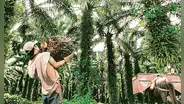 Ley Forestal: presentarán demanda de inconstitucionalidad contra reformas