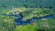 Nuevo estudio advierte que más de la mitad de árboles al este de Sudamérica están en alto riesgo de extinción