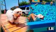 "Mundo de 4 patas", el oasis para perros que es toda una sensación en pleno corazón de Surco