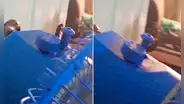 Encuentra cucaracha dando vueltas en botón de ventilador y usuarios bromean: “Practica pole dance”
