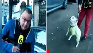 Perrito muerde a reportero durante enlace en vivo y usuarios bromean: “Le dio la primicia”