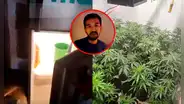 Ventanilla: sujeto usaba puerta de refrigeradora como ingreso a laboratorio clandestino de marihuana