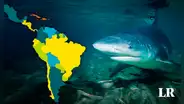 El único país en el mundo que tiene tiburones en los lagos pertenece a Latinoamérica