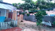 Niño de 7 años perdió la vida tras caer de un árbol de 10 metros de altura en Loreto