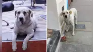 ¡Buscan a Espartaco! Perrito que vivía en estacionamiento lleva 5  días perdido