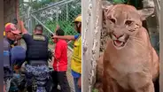 Puma muere ahorcado tras mala maniobra de rescate de la Policía en Madre de Dios