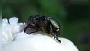 El único animal en la naturaleza cuyo reloj biológico es de 48 horas